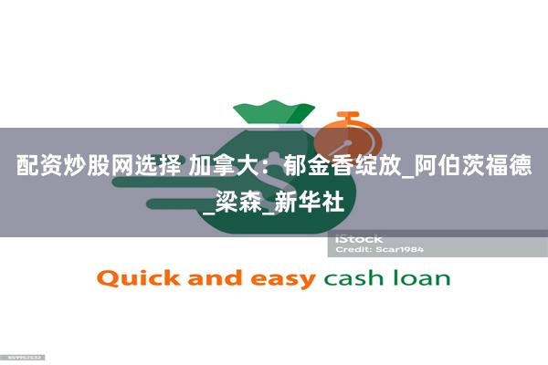 配资炒股网选择 加拿大：郁金香绽放_阿伯茨福德_梁森_新华社